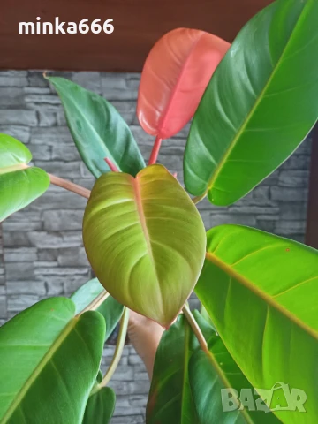 Филодендрон., снимка 1