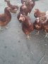 продавам кокошки носачки за яйца, снимка 1 - Кокошки и пуйки - 43990769