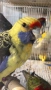 Различни видове папагали , снимка 4