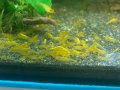 Жълти скариди, Yellow Shrimps, снимка 4