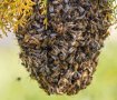 Примамки за пчелни рояци