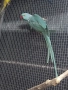 Продавам папагал пенантова розела, снимка 9