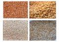 Зърнени култури от производителя, снимка 1 - Домашни продукти - 38379704