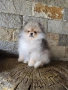 Мини Померан момиче , снимка 1