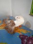 Продавам гълъби, Фенерлии , на капак , с цветни опашки , чисто бели , с гащи , снимка 9