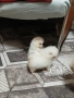 Mini Pomeran, снимка 5
