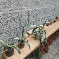 Американско пъстро Агаве (Agave americana variegata) или Столетник с пъстри листа, снимка 6 - Стайни растения - 34958501