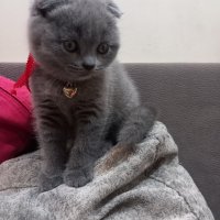 Шотландски клепоухи котета - бебета на 2 месеца, снимка 5 - Британска късокосместа - 34775322