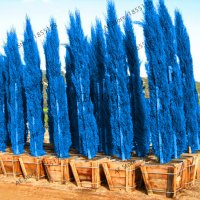 100 бр. семена кипарис синя елха бор сини иглолистни кипарисови дървета бонсай екзотични за градина , снимка 2 - Сортови семена и луковици - 28955046