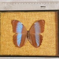 Пеперуда в рамка, снимка 4 - Картини - 43803782