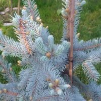 Сребрист смърч (Picea pungens), снимка 2 - Разсади - 35188178