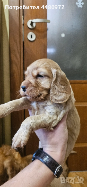 Свободни 4 мъжки кученца кокер шпаньол/пудел, снимка 1