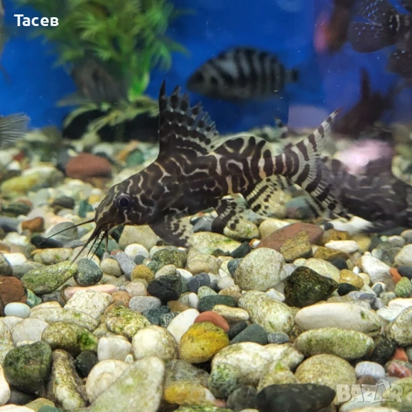 Сом синодонт 6см, снимка 1