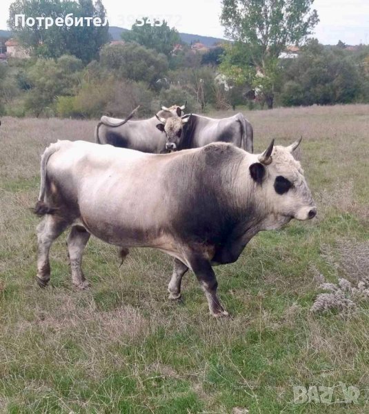 Продавам телета Херефорд и Сиво искърско говедо, снимка 1