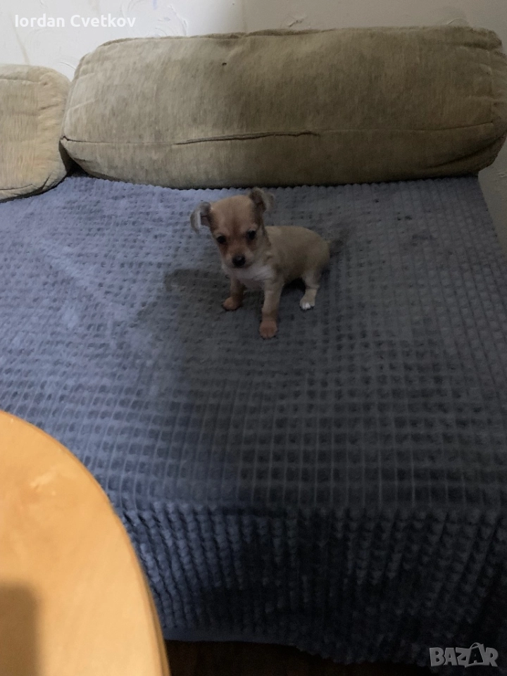 Пясъчен Пинчер, снимка 1