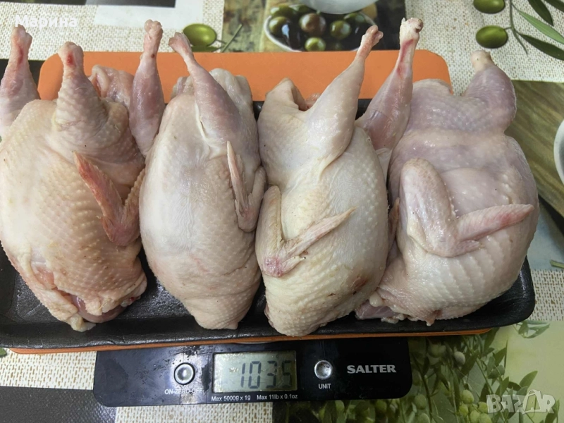 пъдпъдъци , снимка 1