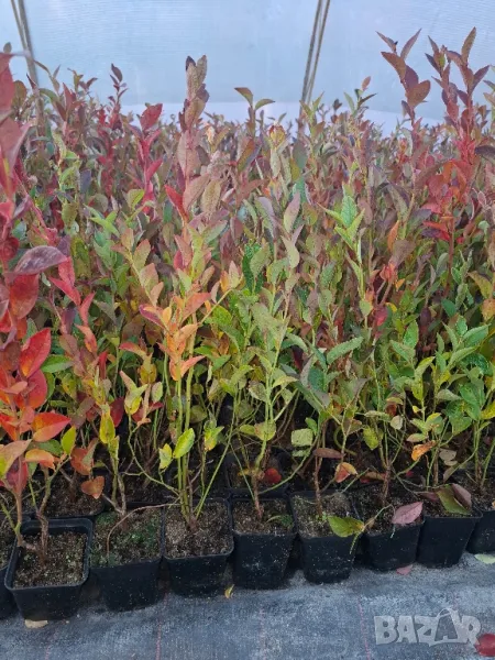 Разсад Американска боровинка в саксия , снимка 1