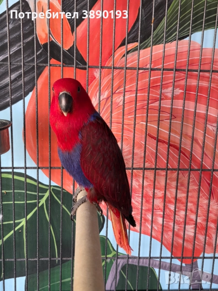 Женски еклектус , снимка 1