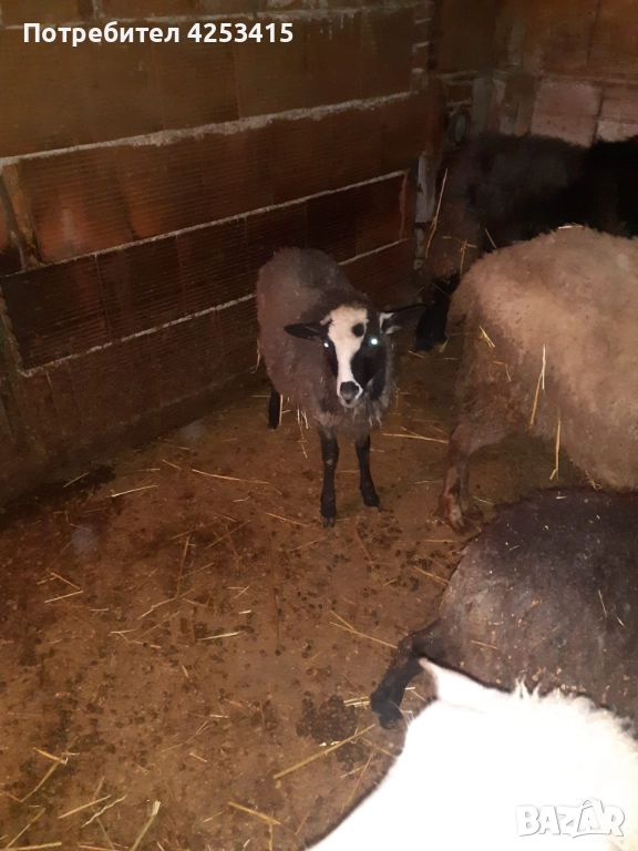 Агнета Романовски , снимка 1