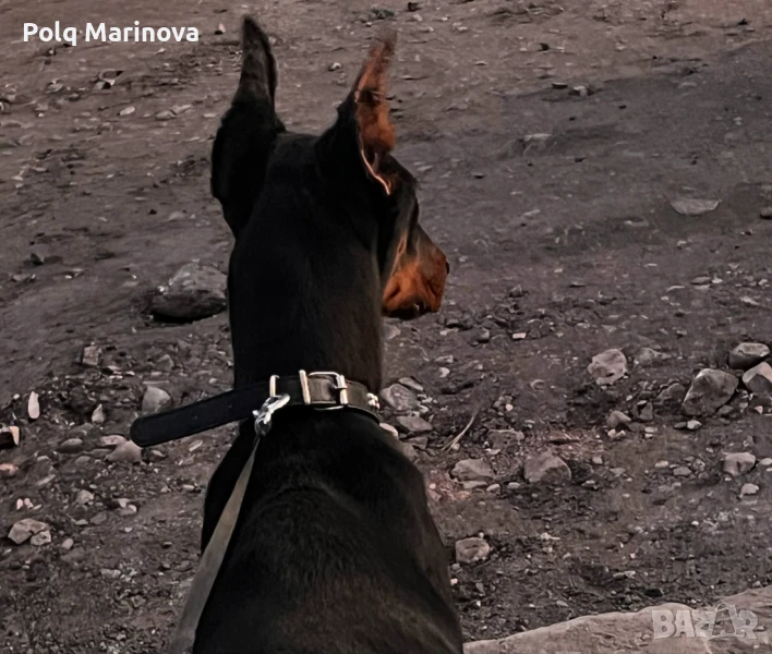 Доберман , снимка 1
