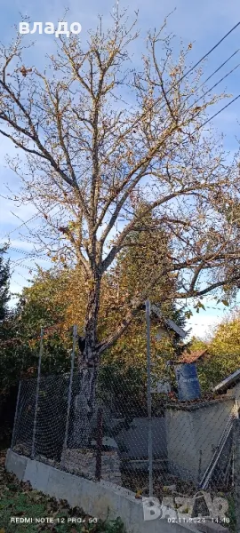 подарявам орех, снимка 1