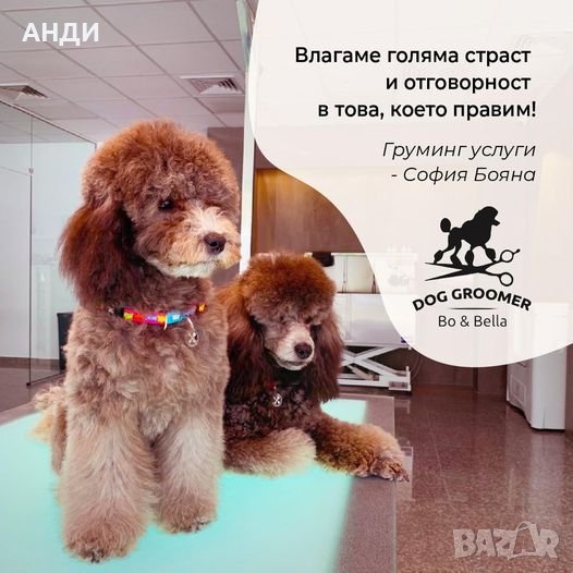 Професионален Груминг на Пудел В София Бояна, снимка 1