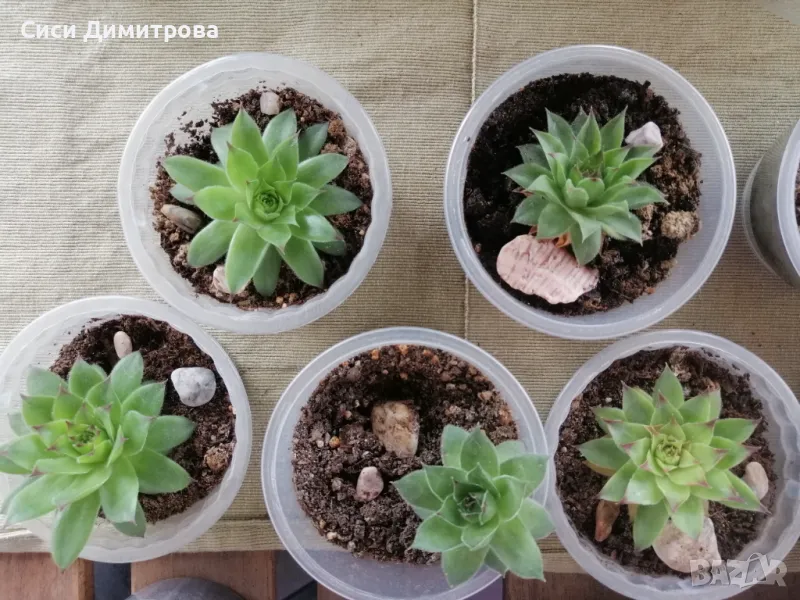 Скална роза (дебелец) , снимка 1