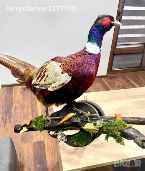 Препариран фазан  , снимка 1