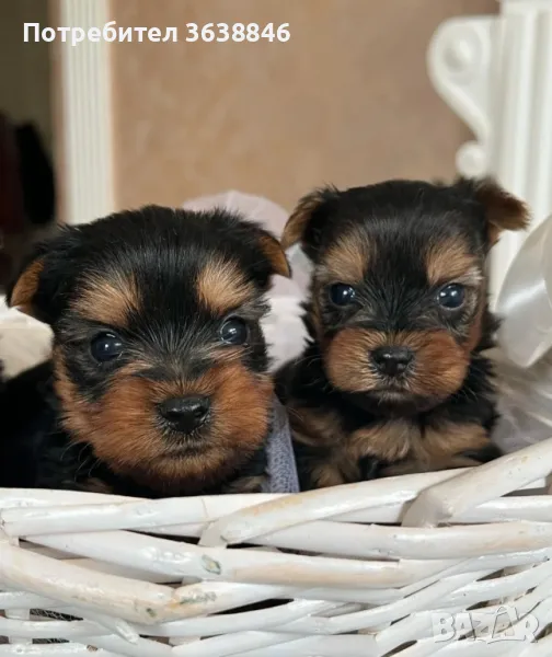 Мини йоркширски териер, снимка 1