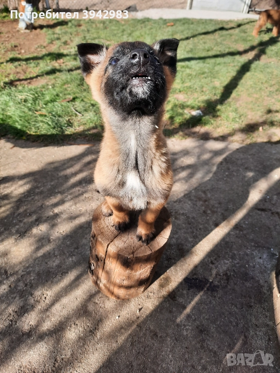 Белгийска овчарка Малиноа , снимка 1