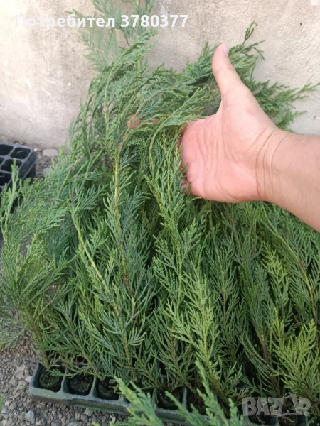 Кипарис Лейланди - Разсад в мултипалети височина около 25-30 см , снимка 1
