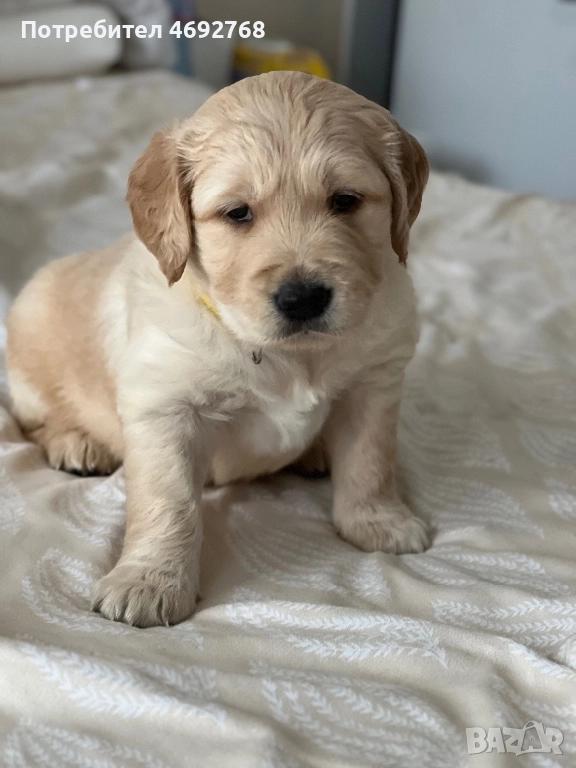 Чистокръвни кученца Голдън Ретривър, снимка 1