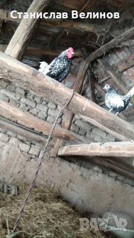 Продавам  петлета Зибрай, снимка 2 - Кокошки и пуйки - 47557661