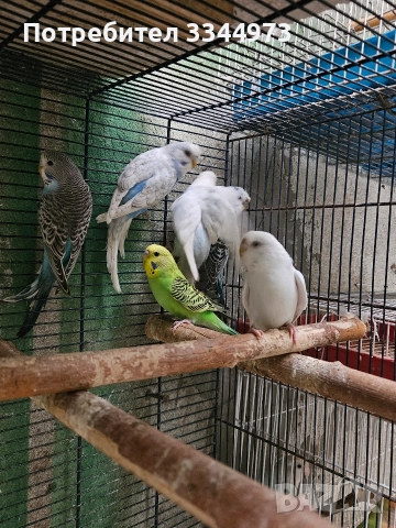 неразделки и вълнисти папагали, снимка 4 - Папагали - 52897576