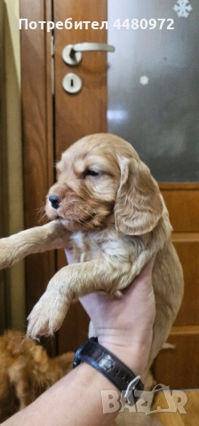 Свободни 4 мъжки кученца кокер шпаньол/пудел