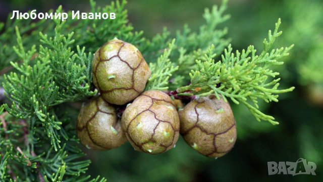 Семена от иглолистни дървета-Секвоя Бор Смърч Кедър Ела Тис Кипарис Туя Криптомерия Гинко, снимка 4 - Сортови семена и луковици - 25642320