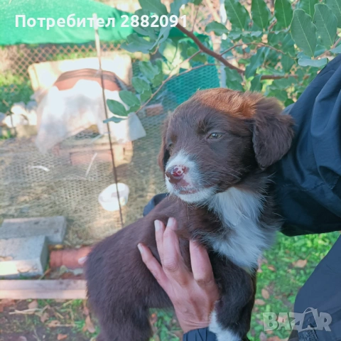 Подарявам тримесечно женско куче , снимка 3 - Други - 53050880