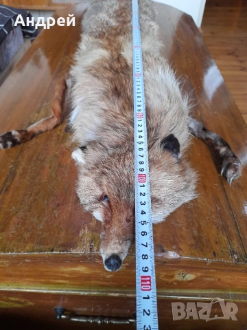 Стара кожа,яка от лисица #2, снимка 3 - Други ценни предмети - 53046506