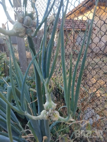 Вечен лук, многоетажен лук, въздушен лук, живораждащ лук , снимка 12 - Градински цветя и растения - 45035276