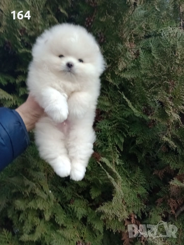 Померани. Реални снимки!, снимка 9 - Померан - 53095787