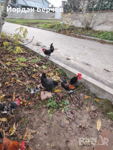 Японски петлета, снимка 15 - други­ - 48949968