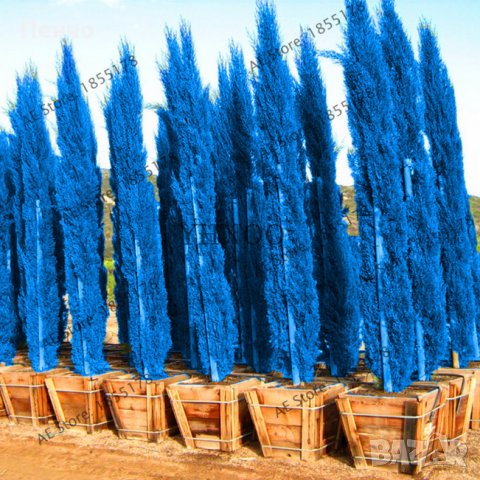 100 бр. семена кипарис синя елха бор сини иглолистни кипарисови дървета бонсай екзотични за градина , снимка 2 - Сортови семена и луковици - 28955046