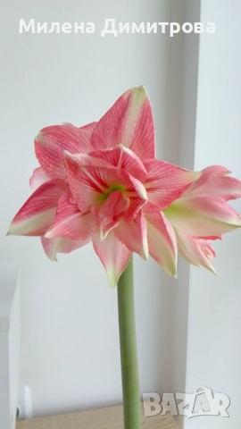 Амарилиси различни цветове , снимка 8 - Стайни растения - 52243503