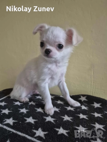 Мъжко дългокосместо Чихуахуа , снимка 1