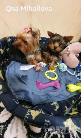 мини йоркширски териер