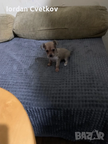 Пясъчен Пинчер