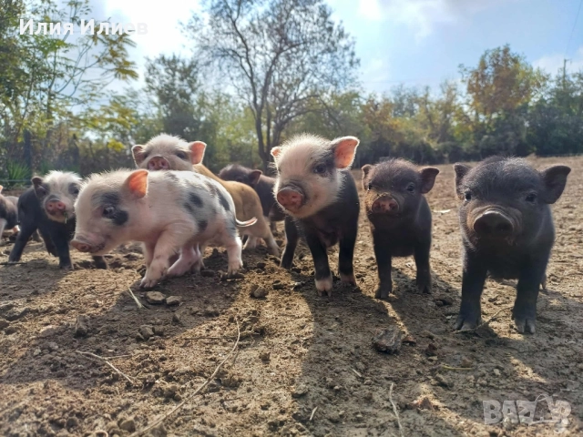 Виетнамски прасета, снимка 7 - Други животни - 52072298