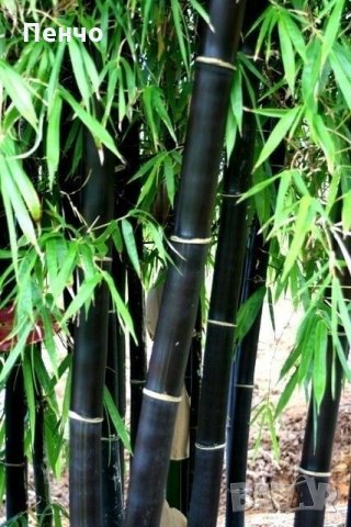 100 бр бамбукови семена градински растения Черен цвят бамбук Moso-Bamboo за декорация на градината д, снимка 6 - Сортови семена и луковици - 28091326