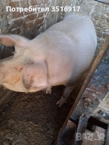 Продавам свиня , снимка 2 - Прасета - 52403209