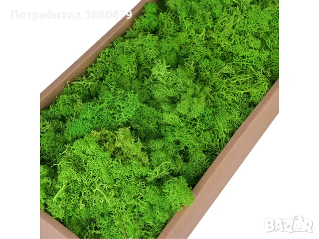 зелен мъх, снимка 1